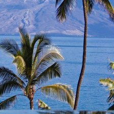 Схема вышивки «Palm»