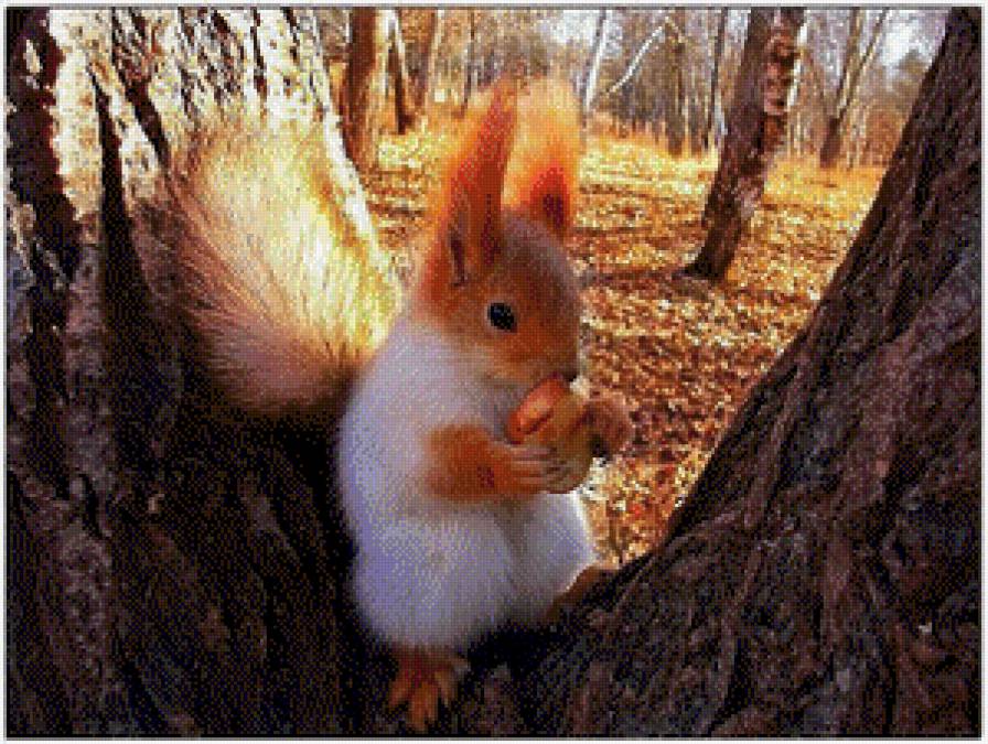 белочка - природа - предпросмотр