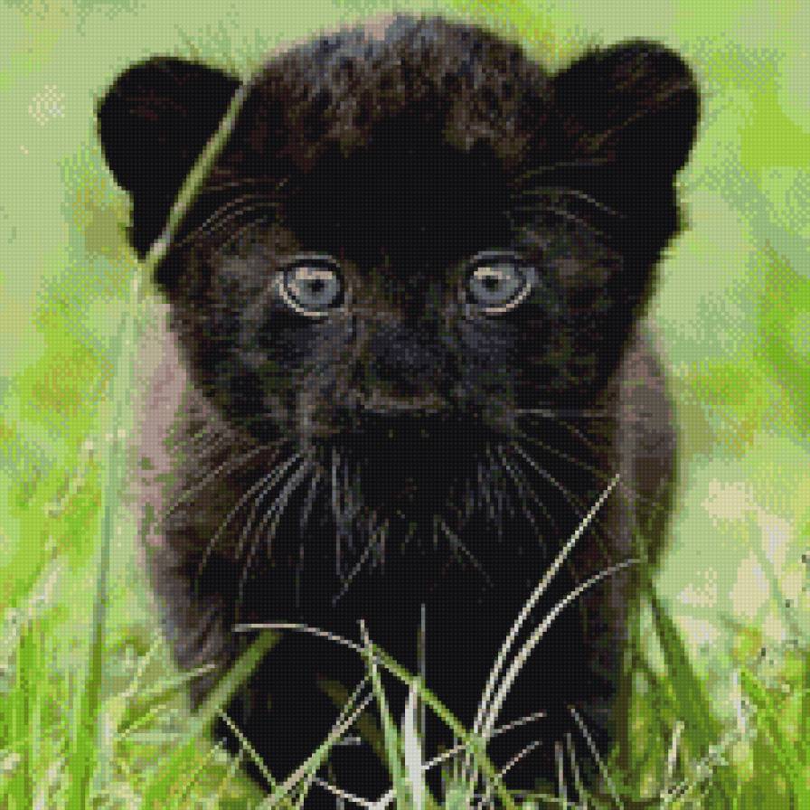 Юная пантера - пантера, лужайка, котенок - предпросмотр