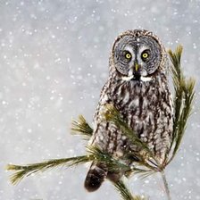 Схема вышивки «Lechuza Magica»