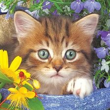 Схема вышивки «Котенок»