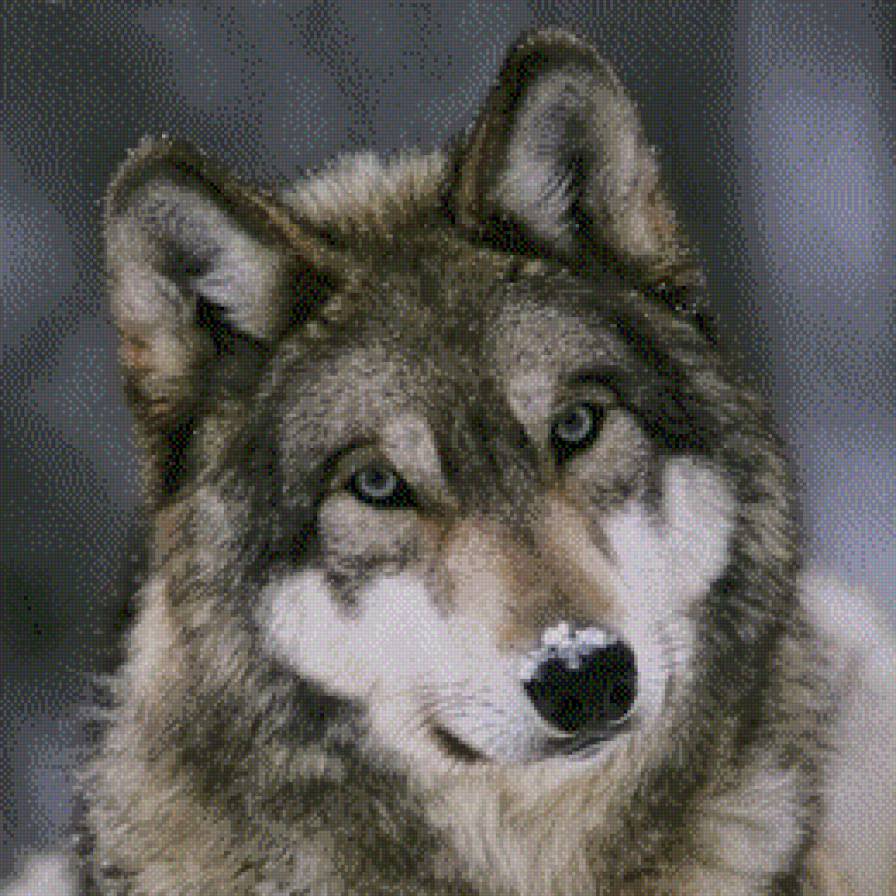 Волк2 - предпросмотр