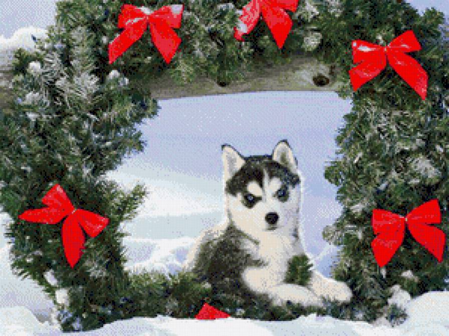 Щенок Хаски - собачка, снег, зима, елки - предпросмотр