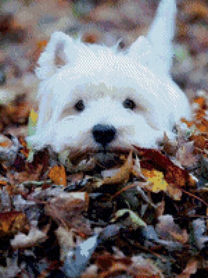 Dog - предпросмотр