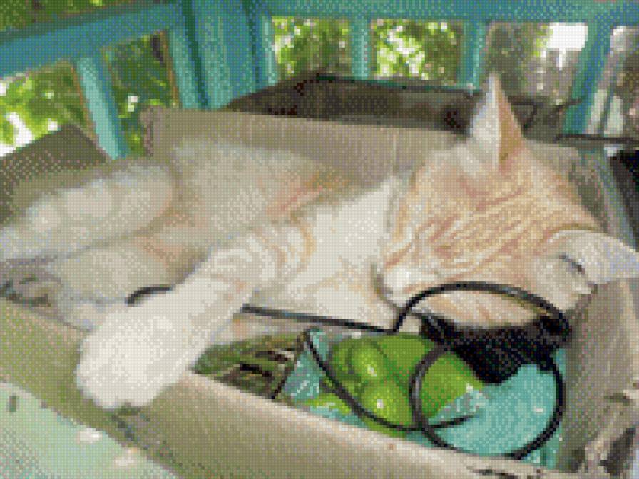 Рижик - предпросмотр