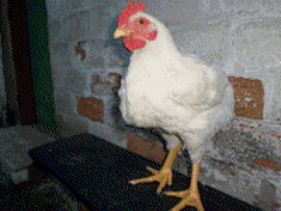 Петушок - предпросмотр