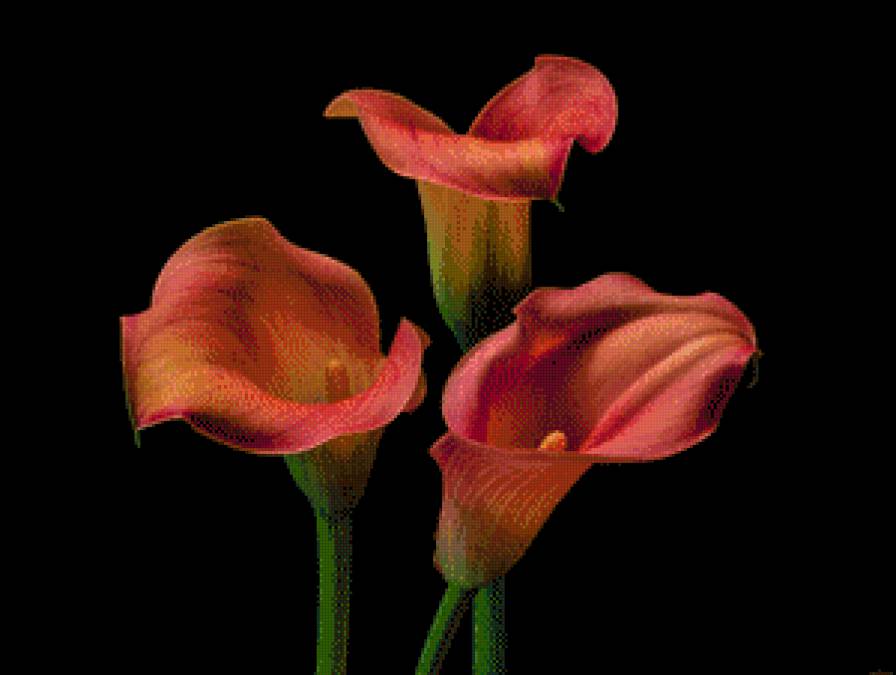 Цветы на черном фоне - предпросмотр