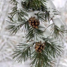 Схема вышивки «Xmass»