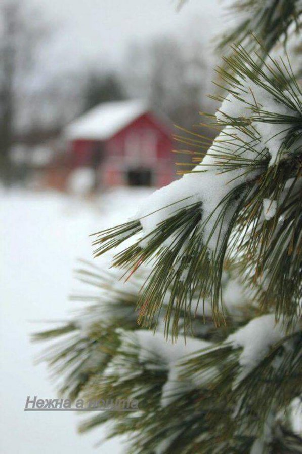 Xmas1 - оригинал