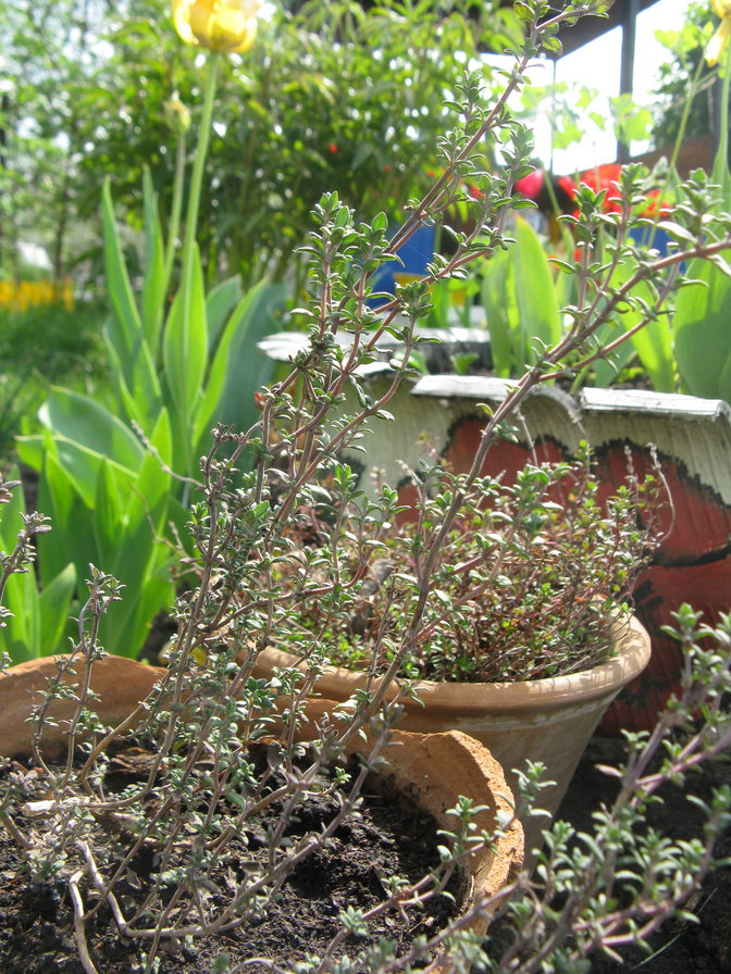 Трава в горшках - сад, цветок, трава, горшок - оригинал