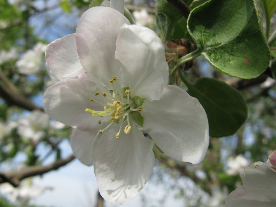 Цветок яблони - цветок, весна, яблоня - оригинал