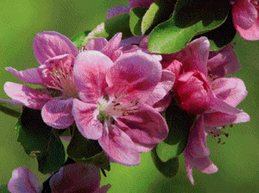 китайская яблоня - весна, цветы, яблоня - предпросмотр