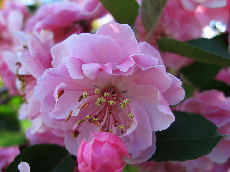 цветок яблони - сад, цветы, дом, весна - оригинал