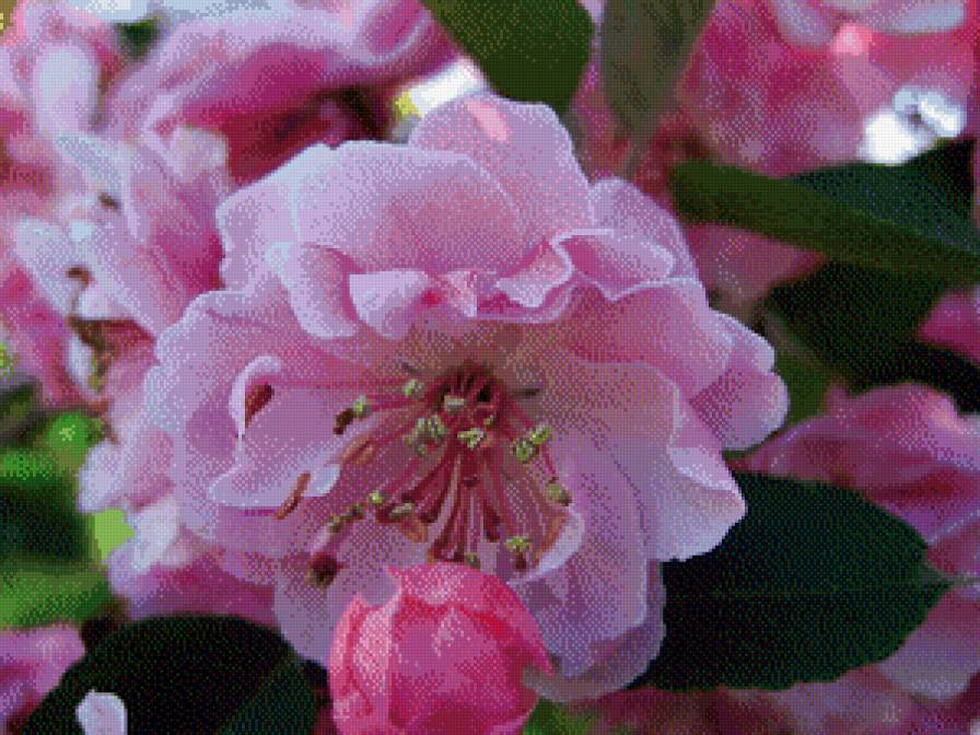 цветок яблони - сад, весна, дом, цветы - предпросмотр