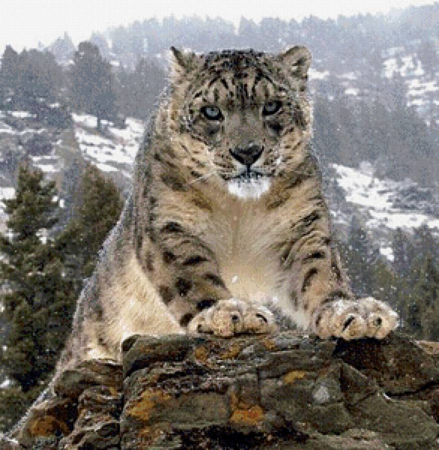 барс - барс, кошачьи, животные - предпросмотр