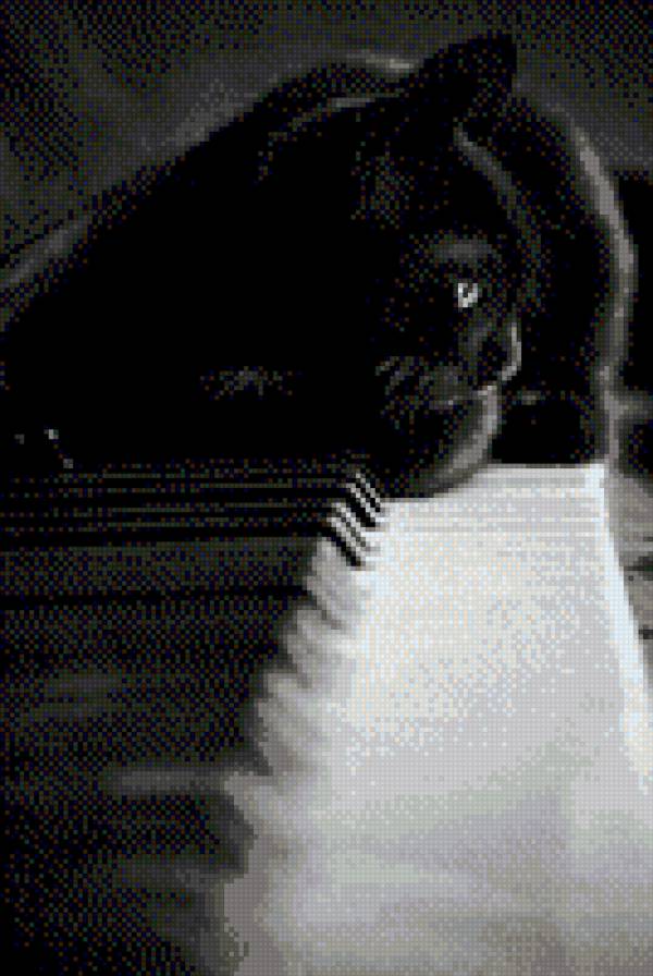 Blackcat1 - предпросмотр