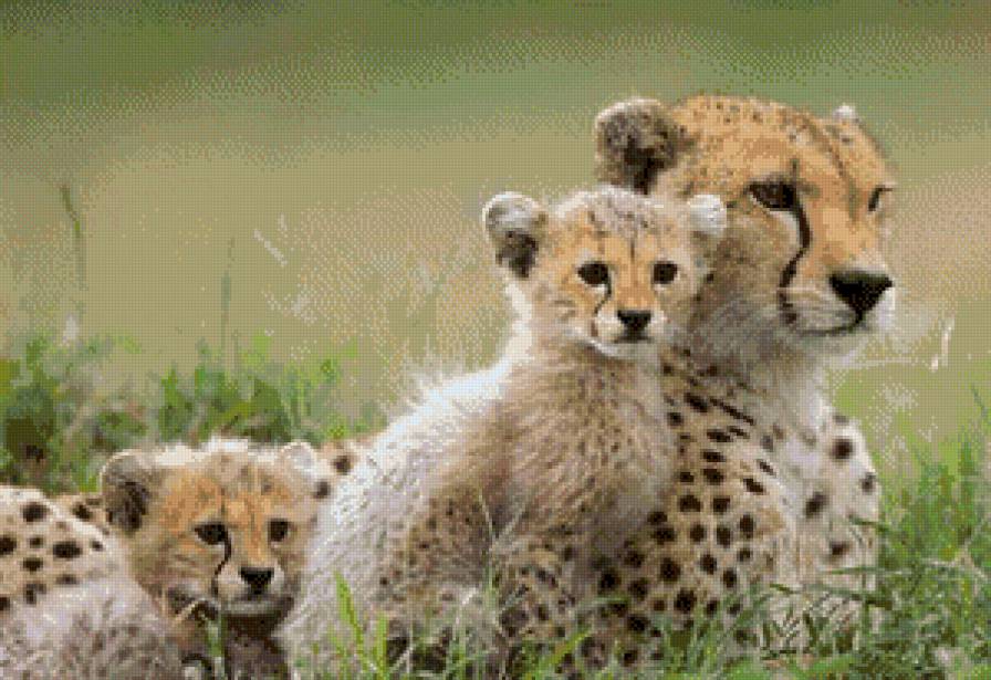 Семейство хищников - животное - предпросмотр