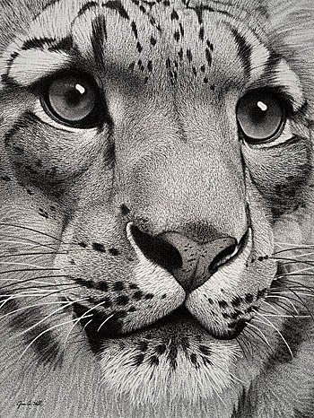 Лев - животные, лев - оригинал