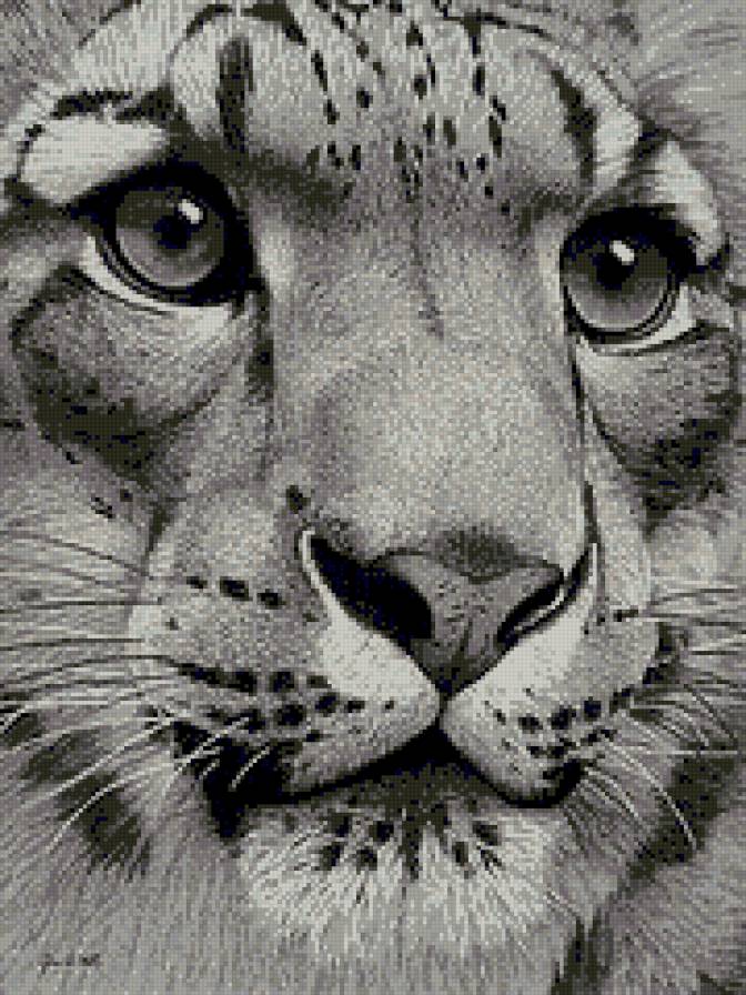 Лев - животные, лев - предпросмотр