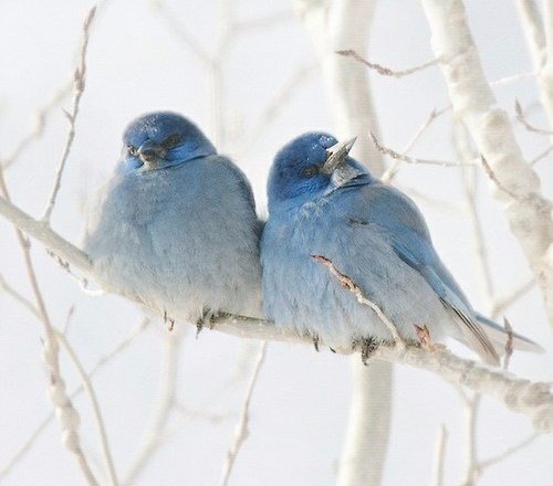 птички - оригинал