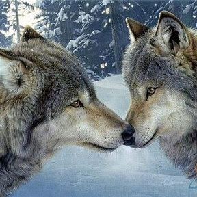 Влюбленные волки - волки, вышивка, схемы - оригинал