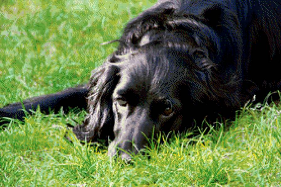 Преданное сердце. - верность, преданность, трава, собака, , лето - предпросмотр