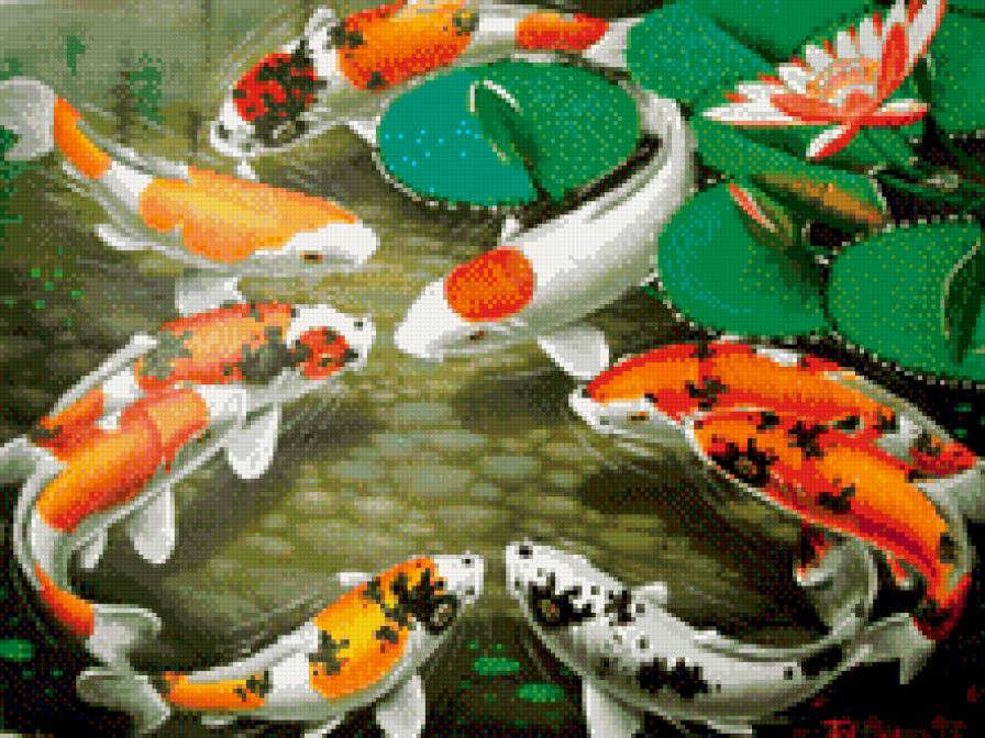 карпы кои - карпы, 9 карпов, карпы кои, фэн шуй - предпросмотр