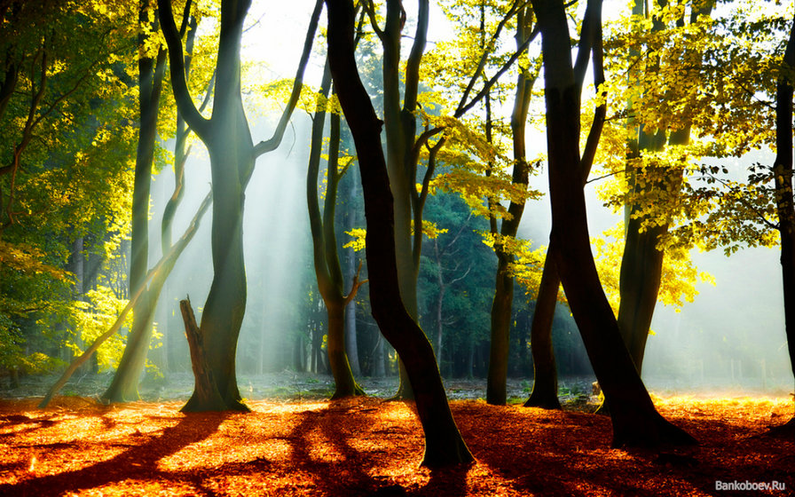 стволы деревьев - пейзаж - оригинал