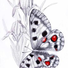 бабочка на ирисах