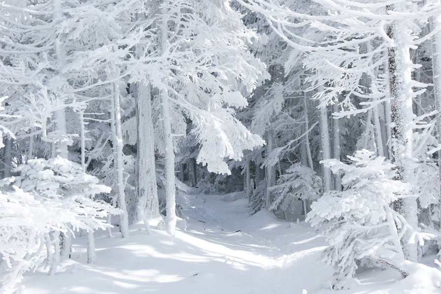 Зимний лес - лес, зима - оригинал