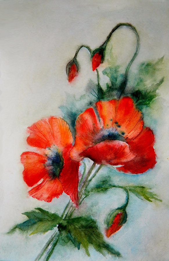 Маки - оригинал