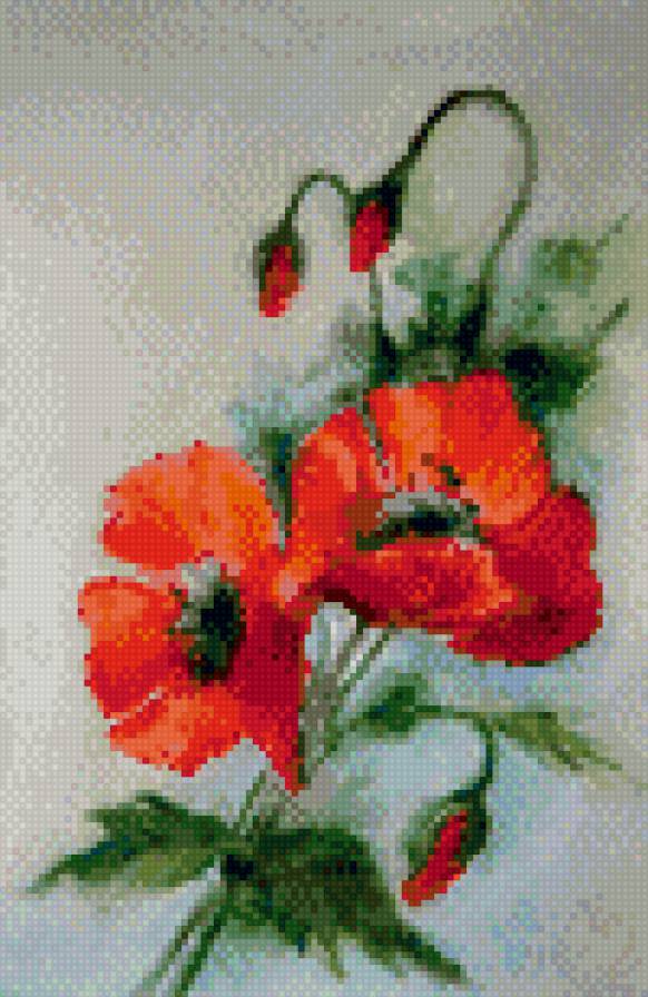 Маки - предпросмотр