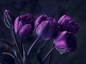 Тюльпаны - цветы - оригинал