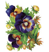 анютины глазки - оригинал