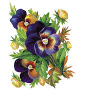 Схема вышивки «анютины глазки»