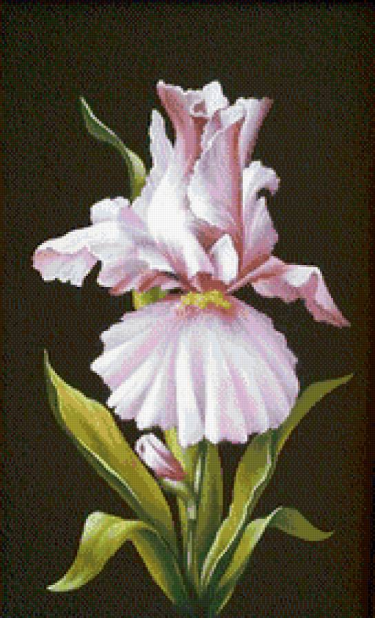 ирис .для себя - предпросмотр