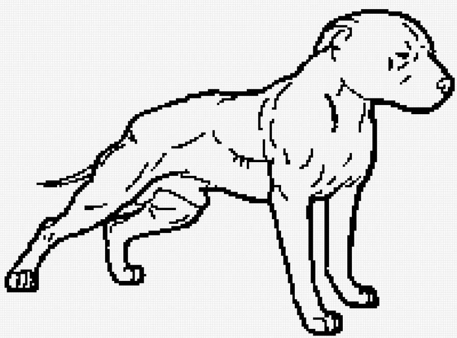 американский питбультерьер - собака, питбультерьер, питбуль - предпросмотр