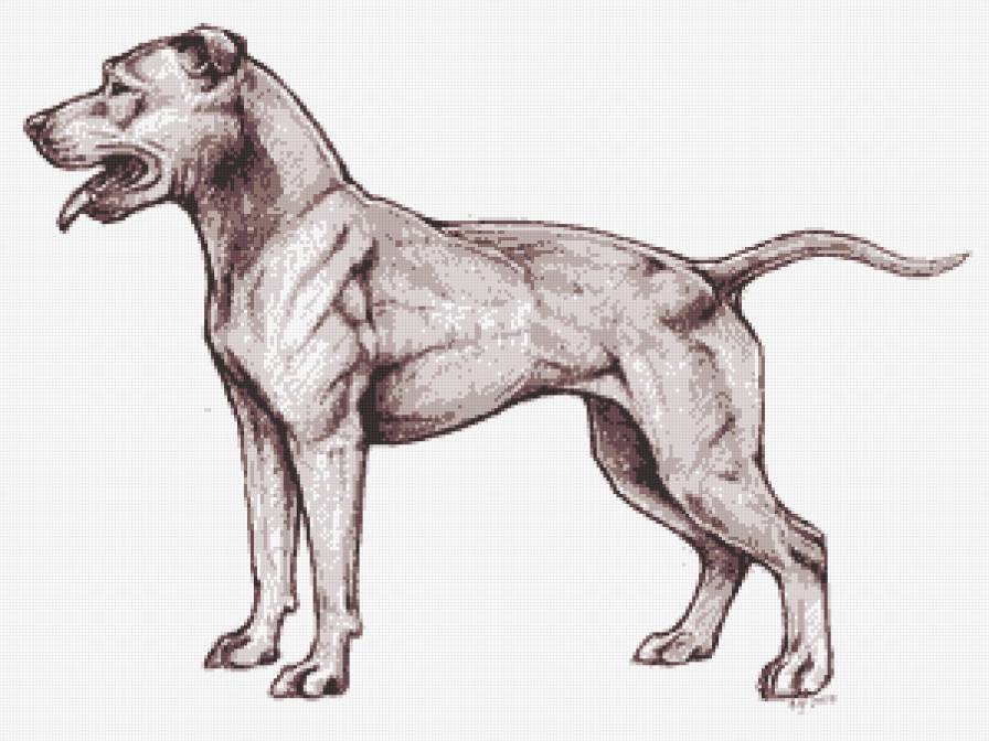 питбультерьер - питбуль, питбультерьер, собака - предпросмотр