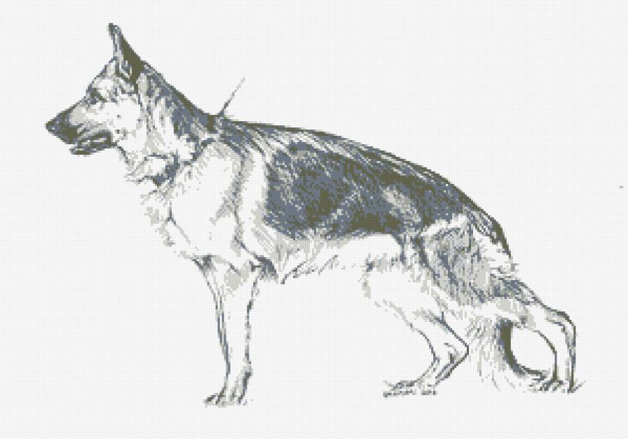 немецкая овчарка - немецкая овчарка, собака, животные, овчарка - предпросмотр