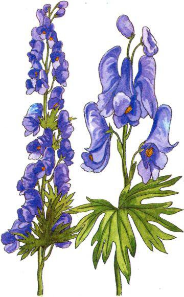 Волчий аконит для вышивки каймы - аконит - оригинал