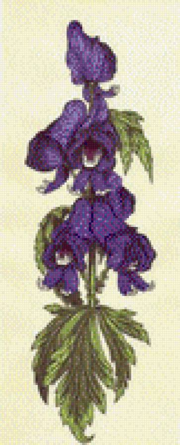 аконит - предпросмотр