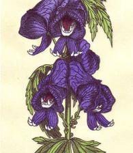 Схема вышивки «аконит»