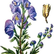 Схема вышивки «аконит»