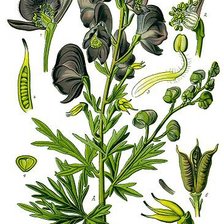 Схема вышивки «аконит»