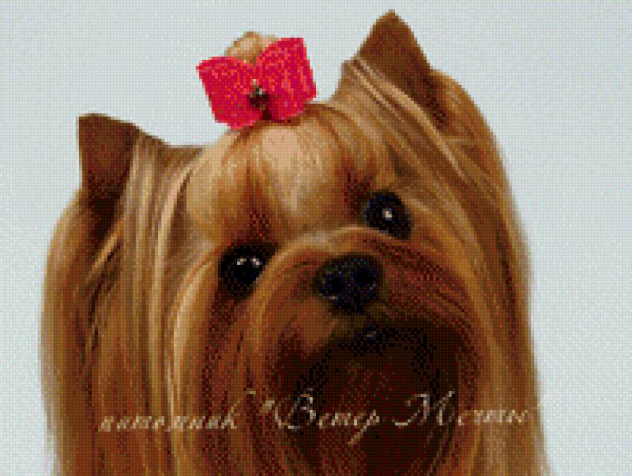 Chupa - предпросмотр