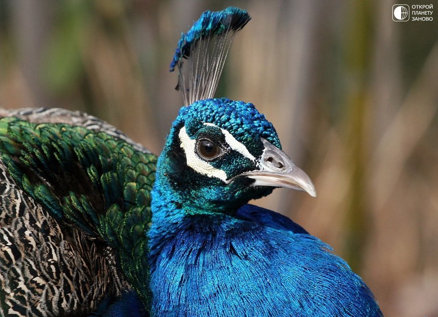 Павлин - птица - оригинал