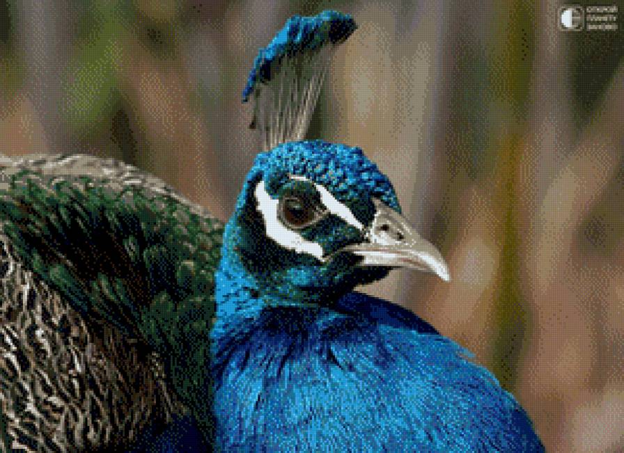 Павлин - птица - предпросмотр