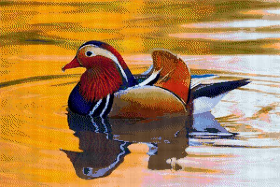 Мандаринка-утка - река, мандаринка, утка - предпросмотр