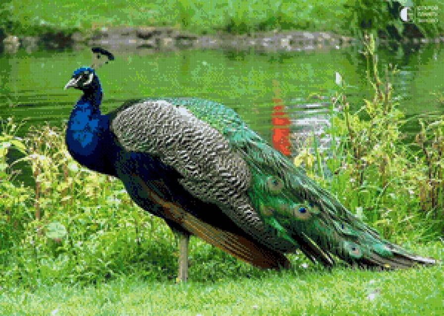 Павлин - трава, птица - предпросмотр