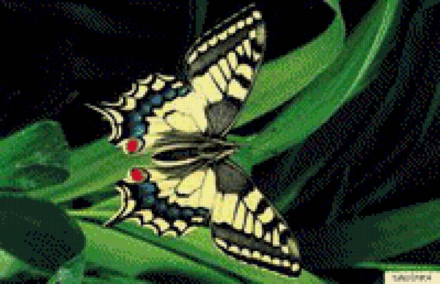 Бабочка - предпросмотр